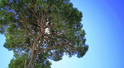 Altis Resort Hotel & Spa Genel Görünüm