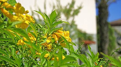 Altis Resort Hotel & Spa Oda