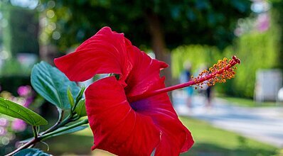 Belek Beach Resort Hotel Genel Görünüm