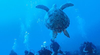 Dalyan Resort Spa Hotel Havuz / Deniz