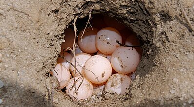 Dalyan Resort Spa Hotel Havuz / Deniz