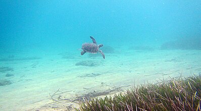 Dalyan Resort Spa Hotel Havuz / Deniz