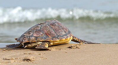 Dalyan Resort Spa Hotel Havuz / Deniz