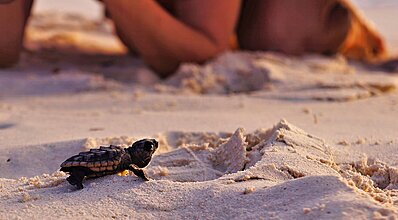 Dalyan Resort Spa Hotel Havuz / Deniz