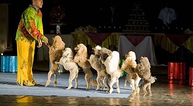 Delphin Botanik Hotel Genel Görünüm