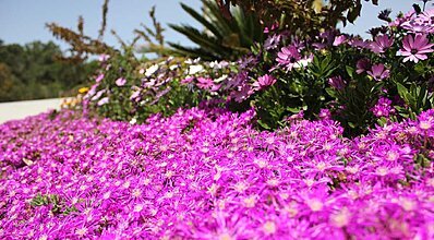 Flow Datca Hotel Genel Görünüm