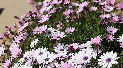 Flow Datca Hotel Genel Görünüm