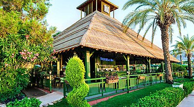 Gypsophila Marine Yeme / İçme