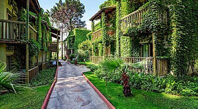 Gypsophila Marine Genel Görünüm