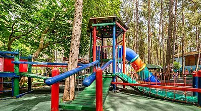 Gypsophila Marine Genel Görünüm