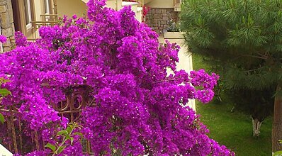 Moonshine Hotel & Suites Genel Görünüm