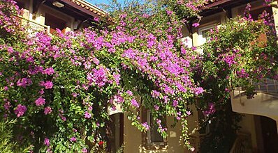 Moonshine Hotel & Suites Genel Görünüm