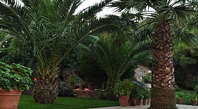 Palm Court Suites Genel Görünüm