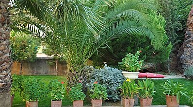 Palm Court Suites Genel Görünüm