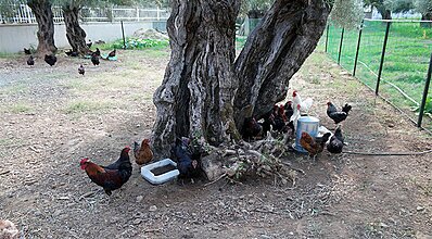 Ramada Resort Kazdağları Thermal & Spa Genel Görünüm