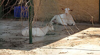 Ramada Resort Kazdağları Thermal & Spa Genel Görünüm