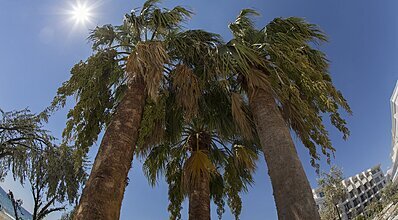 Rawda Resort Hotel Altinoluk Genel Görünüm