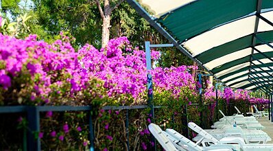 Senza Garden Holiday Club Havuz / Deniz