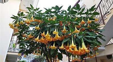 Yel Holiday Hotel Genel Görünüm