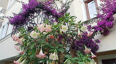 Yel Holiday Hotel Genel Görünüm