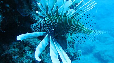 Adrasan Dalış Turu Genel