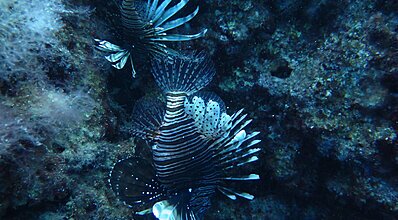 Adrasan Dalış Turu Genel