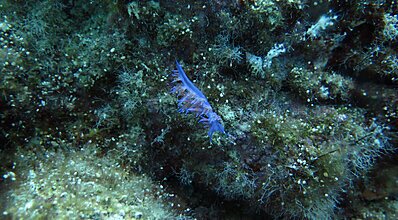 Adrasan Dalış Turu Genel