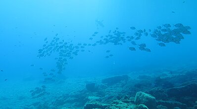 Bodrum Dalış Turu Genel