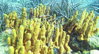 Bodrum Dalış Turu Genel