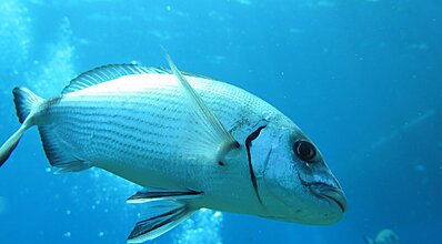 Bodrum Dalış Turu Genel