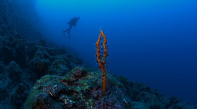 Dalyan Dalış Turu Genel
