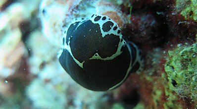 Dalyan Dalış Turu Genel