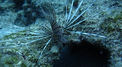 Dalyan Dalış Turu Genel