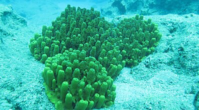 Dalyan Sarıgerme Dalış Turu Genel