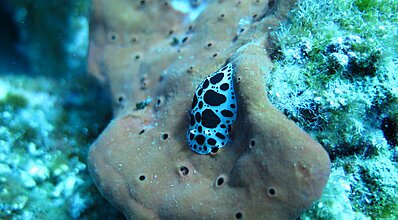 Datça Dalış Turu Genel