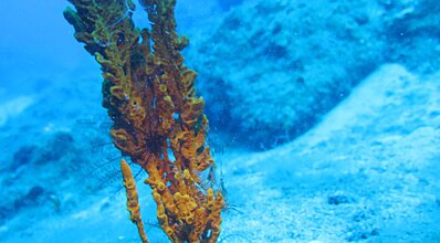 Datça Dalış Turu Genel