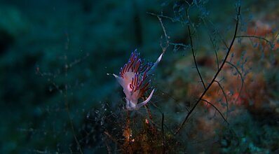 Datça Dalış Turu Genel