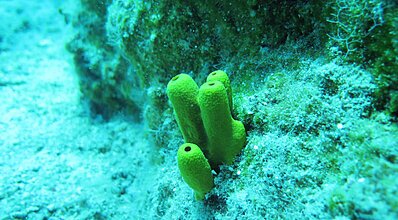 Datça Dalış Turu Genel