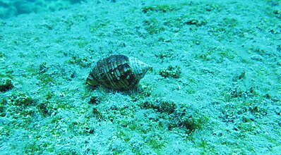 Datça Dalış Turu Genel