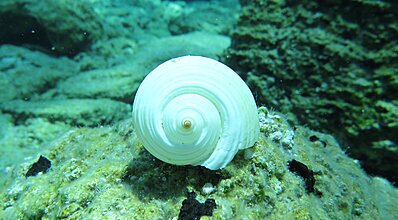 Datça Dalış Turu Genel