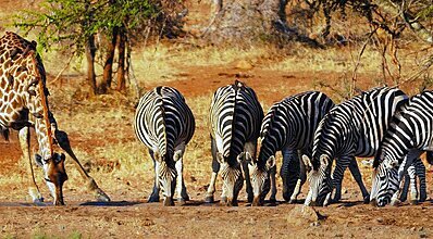 Güney Afrika & Safari Turu Genel