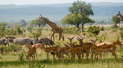Güney Afrika & Safari Turu Genel
