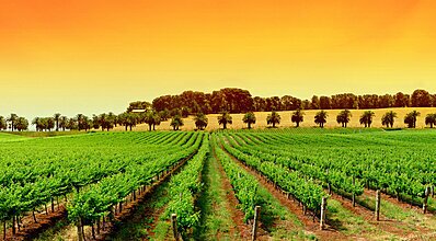 Güney Afrika & Safari Turu Genel