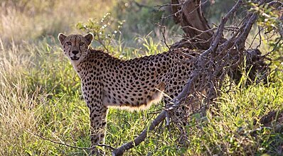 Güney Afrika & Safari Turu Genel