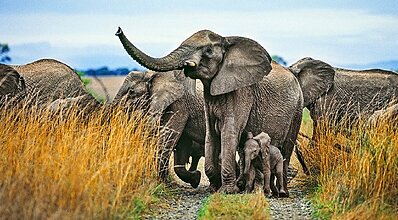 Güney Afrika Turu Genel