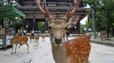 Güney Kore - Japonya - Tayvan - Hong Kong Turu Genel