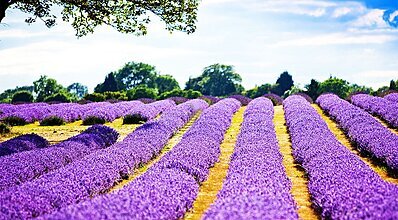 İzmir Çıkışlı Pamukkale - Salda Gölü ve Lavanta Bahçeleri Turu Genel