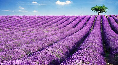 İzmir Çıkışlı Pamukkale - Salda Gölü ve Lavanta Bahçeleri Turu Genel