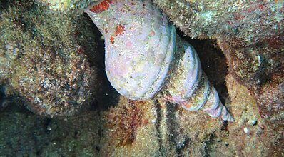 Kaş Dalış Turu Genel