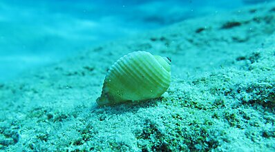 Kaş Dalış Turu Genel